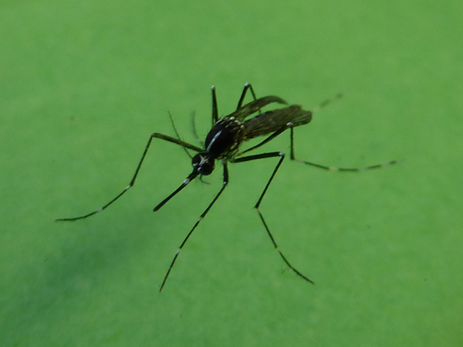 Abb.6 - erwachsenes Tigermückenweibchen (Foto: Landesagentur für Umwelt, E.Bucher, 2013)