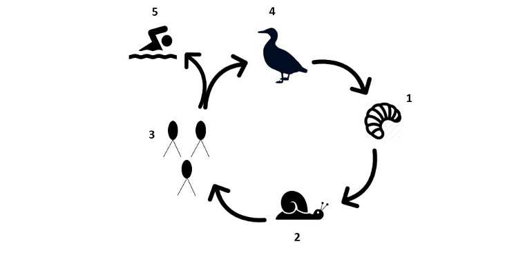 Lebenszyklus der Zerkarien (Quelle: Landesagentur für Umwelt und Klimaschutz)