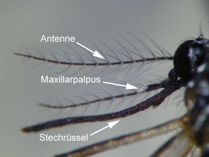  Abb.3 - Detailansicht: Mundwerkzeuge eines Tigermücken-Weibchens (Foto: Landesagentur für Umwelt, E. Bucher, 2013)