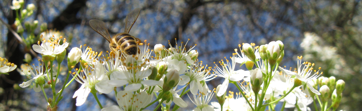Pollenuntersuchungen von Honig