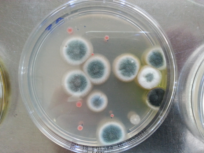 Petrischale mit Schimmelpilz-Kolonien (Foto: Landesagentur für Umwelt, 2015) 