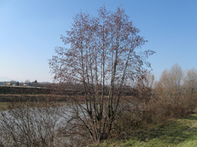 Schwarz-Erle längs der Etsch (Foto: Landesagentur für Umwelt, E. Bucher, 2010)