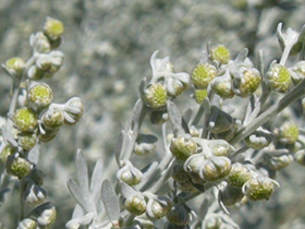 Blütenköpfchen von Wermut (Foto: Landesagentur für Umwelt und Klimaschutz, E. Bucher)