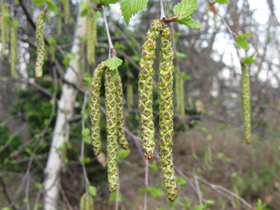 Männliche Blütenkätzchen der Birke (Foto: Landesagentur für Umwelt und Klimaschutz, E. Bucher)