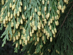 Männliche Blütenstände der Kalifornischen Weihrauchzeder, Calocedrus decurrens (Foto: Landesagentur für Umwelt und Klimaschutz, E. Bucher)