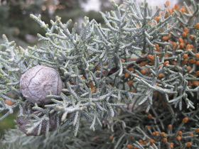 kugeliger Zapfen und männliche Blüten der Arizona-Zypresse, Cupressus arizonica (Foto: Landesagentur für Umwelt, E. Bucher, 2011)