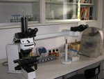 Untersuchung der Tradescantia-Pollenmutterzellen am Lichtmikroskop (Foto: Landesagentur für Umwelt, M. Casera, 2010)