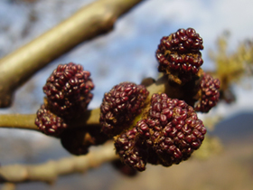 Männliche Blütenstande der Gemeinen Esche mit dunkelroten Staubblättern (Foto: Landesagentur für Umwelt und Klimaschutz, E. Bucher)