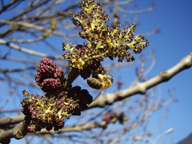 Die Blütenstände der Gemeinen Esche öffnen sich vor dem Blattaustrieb (Foto: Landesagentur für Umwelt und Klimaschutz, E. Bucher)