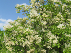 Rispenartige Blütenstände der Manna-Esche (Foto: Landesagentur für Umwelt und Klimaschutz, E. Bucher)