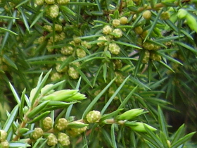 Männliche Blütenstände des Gemeinen Wacholders, Juniperus communis (Foto: Landesagentur für Umwelt und Klimaschutz, Edith Bucher)