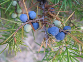 Blaue Scheinbeeren des Wacholders (Foto: Landesagentur für Umwelt und Klimaschutz, Edith Bucher)