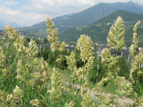 Knäuelgras in Blüte (Foto: Landesagentur für Umwelt und Klimaschutz, E. Bucher)