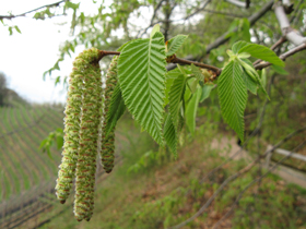 Männliche Blütenkätzchen der Hopfenbuche (Foto: Landesagentur für Umwelt und klimaschutz, E. Bucher)