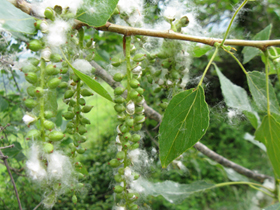 Die aufspringenden Kapselfrüchte der Pappel entlassen zahlreiche Samen mit weißen Samenhaaren (Pappelwolle); (Foto: Landesagentur für Umwelt, E. Bucher, 2011)
