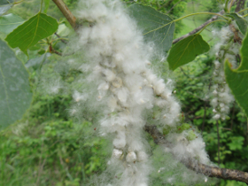 Aufgebrochene Samenkapsel mit Pappelflaum (wird oft mit allergieauslösenden Pollen, die zur selben Zeit fliegen, verwechselt (Foto: Landesagentur für Umwelt und Klimaschutz, E. Bucher)