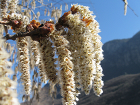 Männliche Blütenkätzchen der Zitter-Pappel (Foto: Landesagentur für Umwelt und Klimaschutz, E. Bucher)