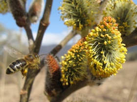 Die Weide dient den Bienen sowohl Pollen- als auch als Nektarquelle (Foto: Landesagentur für Umwelt, E. Bucher, 2009).