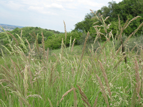 Wiese mit Süßgräser (Foto: Landesagentur für Umwelt und Klimaschutz, E. Bucher)