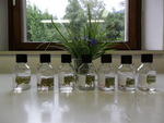 In Alkohol fixierte Tradescantia-Blütenknospen (Foto: Landesagentur für Umwelt, F. Lazzeri, 2011)
