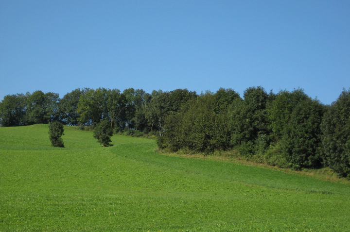 Beispiel unbefestigte Fläche (Foto: Landesagentur für Umwelt und Klimaschutz)