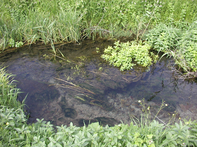Wasserpflanzen-Algen (Quelle: Landesagentur für Umwelt)