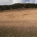 Überdüngte Wiese (Foto: Landesagentur für Umwelt und Klimaschutz, E. Stimpfl)