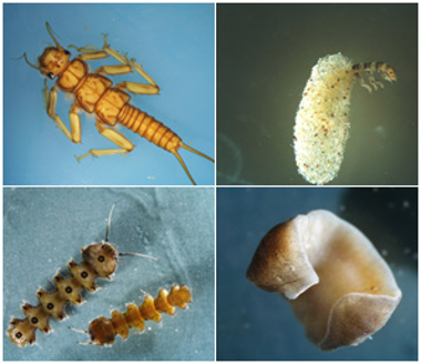 Verschiedene Makroinvertebraten (Foto: Landesagentur für Umwelt und Klimaschutz)