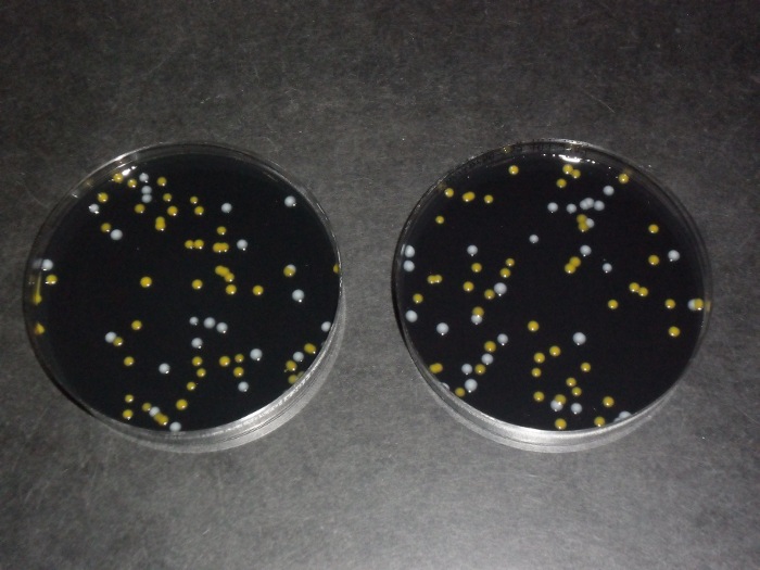 Mikrobiologische Untersuchung: Nachweis von Legionella; Petrischalen mit Legionella-Kolonien (Foto: Landesagentur für Umwelt)