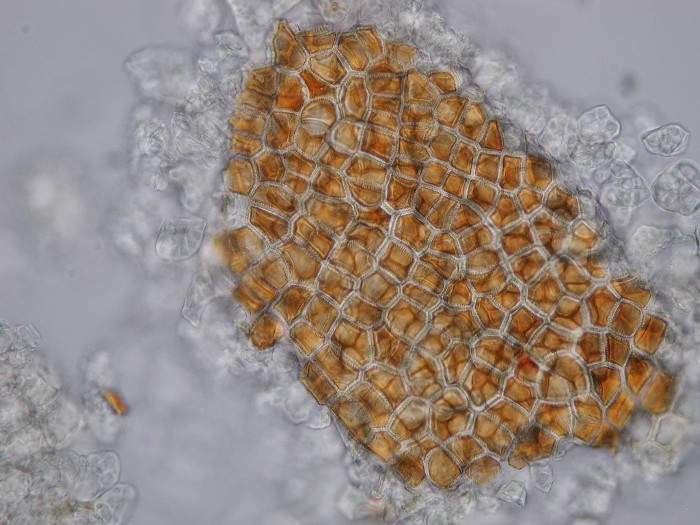 Futtermittelanalyse: Leinsamen am Mikroskop (Foto: Landesagentur für Umwelt)