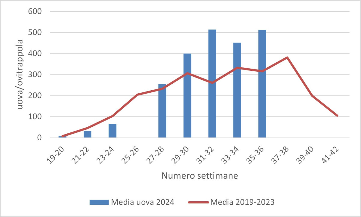 Durchschnittswert der Tigermückeneier: Erhebung 2024