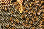 Bienen haben gern ein natürliches Umfeld: für Bio-Imker gibt es jetzt Landeszuschüsse. Foto: LPA/Pexels