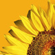 Im Zeichen der Sonnenblume: Der Umweltpreis 2006