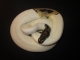 Ein Vortrag über Riesenschlangen ist am 13. Oktober im Naturparkhaus Trudner Horn zu hören