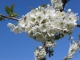 Frost und Kirschessigfliege waren Themen bei der heutigen Stein- und Beerenobsttagung in Terlan, im Bild eine Kirschblüte