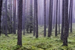 Die Wichtigkeit des Waldes rückt der weltweit ausgerufene Tag in seinem Zeichen in den Mittelpunkt.